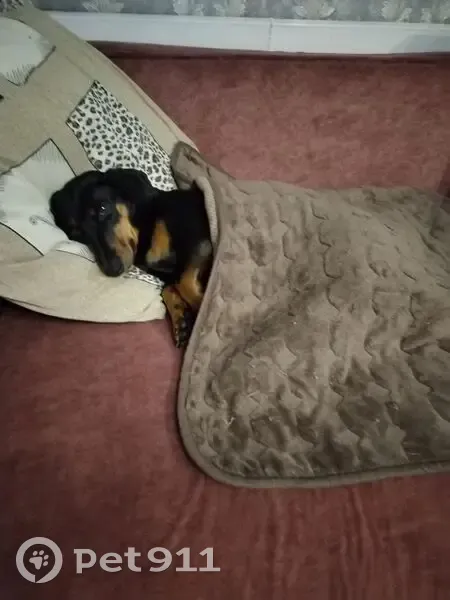 Пропала собака, Интернатская улица, 38, Куйбышев - чёрно-коричневый такса - photo