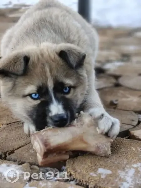 Пропала собака, Дорожная улица, 2А, Грановщина - голубые глаза, окрас типа соболь - photo