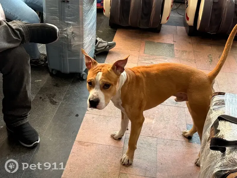 Найден собака, улица Ширямова, 13, Иркутск - рыжий щенок стаффордширского терьера - photo