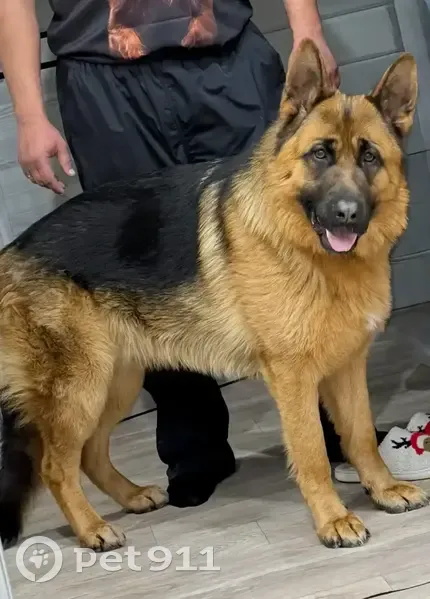 Пропал собака, Дачное сельское поселение, Татарстан - овчарка по кличке Арчи - photo