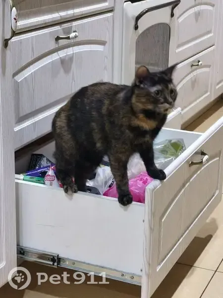 Пропала кошка, Отрадное, Воронежская область - трёхцветная, стерилизованная - photo