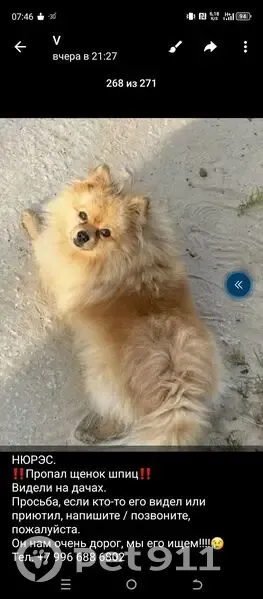 Пропал собака, Нефтеюганский район — рыжий соболь с кривой лапкой - photo