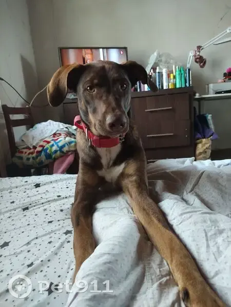 Пропал собака, улица Таманской Армии, 58, Белореченск - помесь добермана, красный ошейник - photo