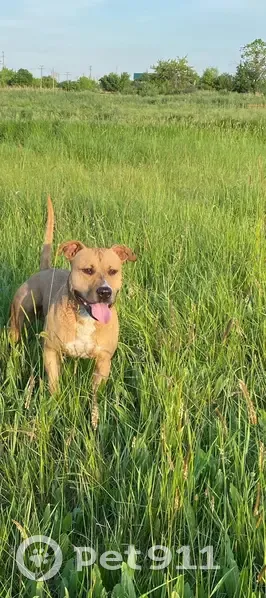 Пропал собака, улица 8 Марта, 38, Аргаяш - рыжий, откликается на кличку Арес - photo