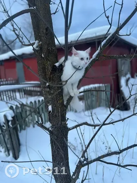 Пропала кошка, улица Шибанкова, 59, Наро-Фоминск - белая, пушистая, розовый ошейник - photo