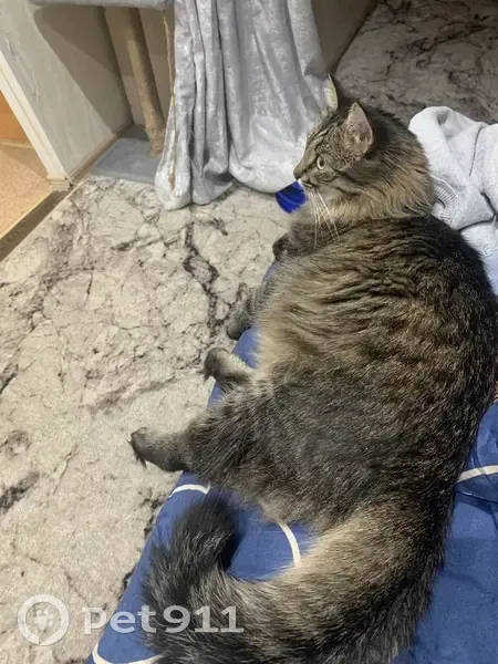 Пропала кошка, Загородный проезд, Владимир - серо-коричневый окрас, зелёные глаза - photo