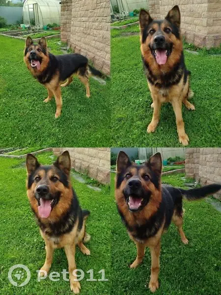 Пропал собака, улица Братьев Улюшкиных, 2, городской округ Лобня - овчарка по кличке Алтай - photo