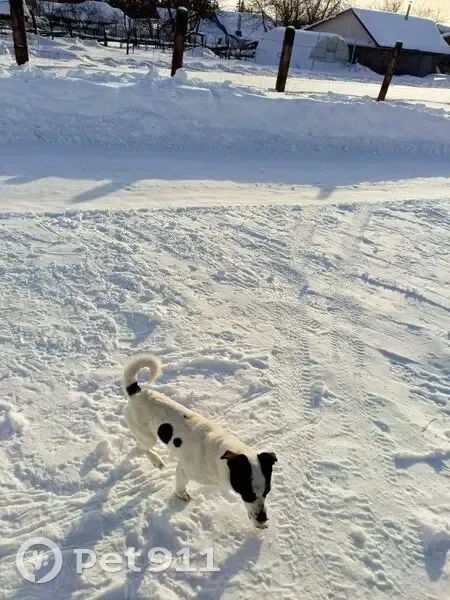 Пропал собака, Тинсарино, Чувашия, Демешкино - маленький бело-черного окраса - photo