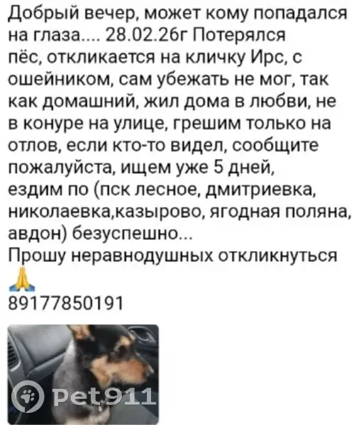 Пропала собака, Дмитриевский сельсовет, Башкортостан - photo