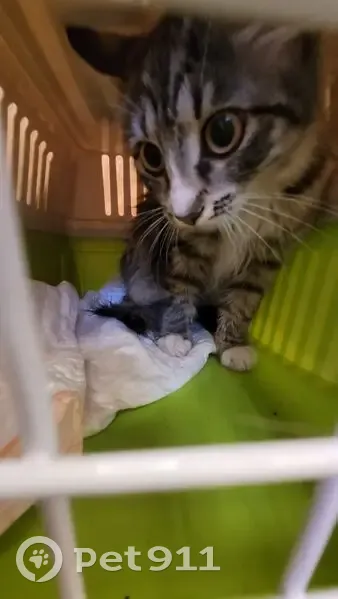 Пропала кошка, Троицкая улица, 9А, Мытищи - серо-белый окрас, подросток 6 месяцев - photo