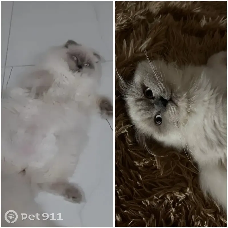 Пропала кошка, Нижняя улица, Майкоп - шотландская вислоухая, беленькая с дымчатым хвостиком - photo