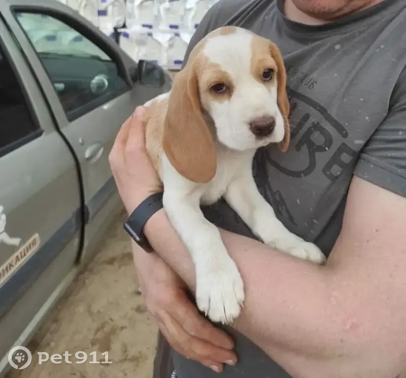 Пропала собака, Ново-Полевая улица, 38, Новозыбков - photo