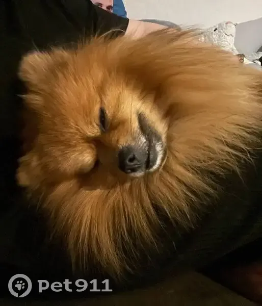 Пропал собака, Рекордная улица, 32, Кемерово - рыжий, недавно кастрированный - photo