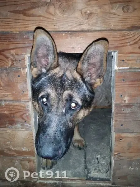 Пропал собака, мужской, Подгорная улица, 8, Зеленодольск - кличка Бархан, дружелюбный - photo