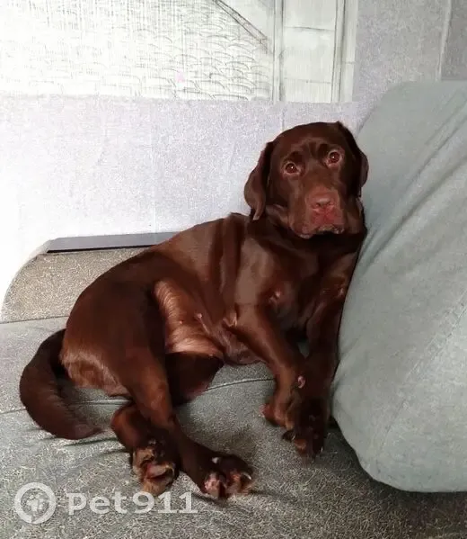 Пропала собака, улица Свободы, 19, Епифань - шоколадный лабрадор - photo