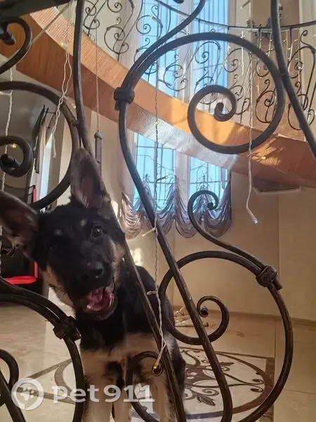 Пропала собака, Полевой переулок, 5, Великие Луки - восточно-европейская овчарка - photo