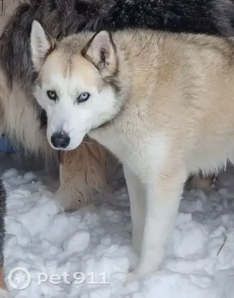 Пропала собака, девочка, Плетеница, Лыткарино - хаски с ошейником - photo