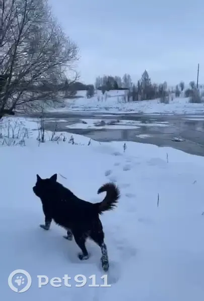 Пропал собака, Дачная улица, 16, Сычёвка - чёрный окрас, белое пятно на груди - photo