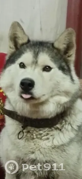 Пропала собака, женский пол, улица Мичурина, Ялга - photo