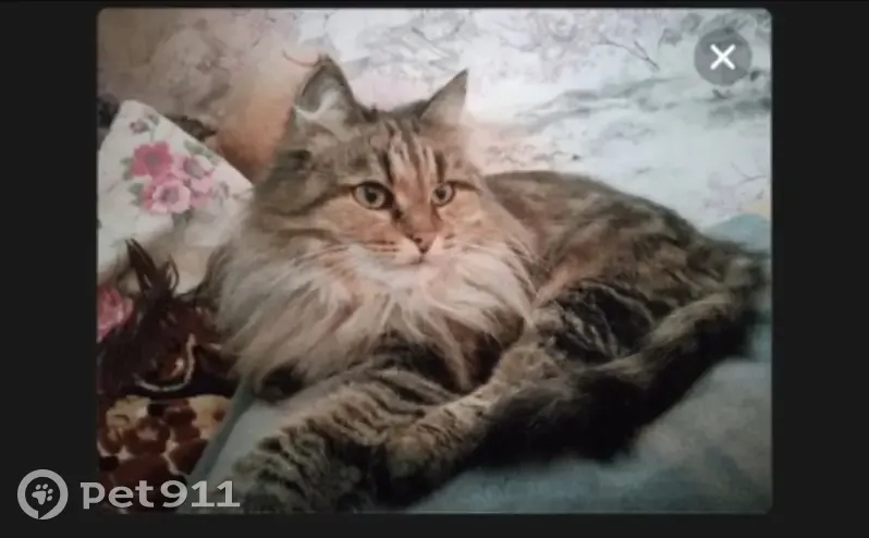 Пропала кошка, женский, Кирово-Чепецк, улица Ленина 53 - пушистая, трехцветная - photo