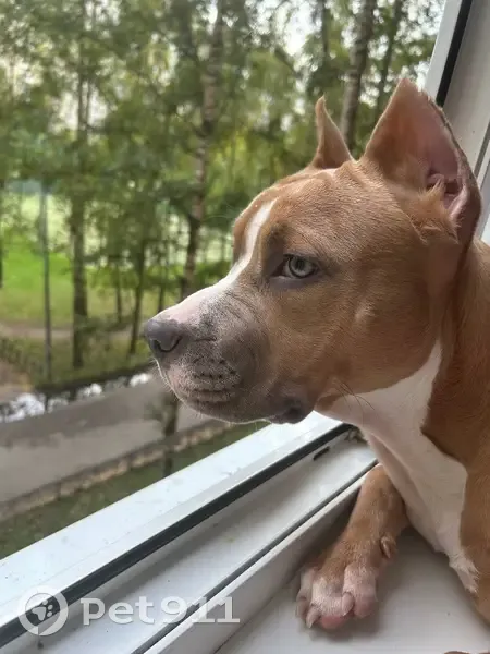 Пропал собака, мужской, Ленинский проспект, Санкт-Петербург - добрый, не кусается - photo