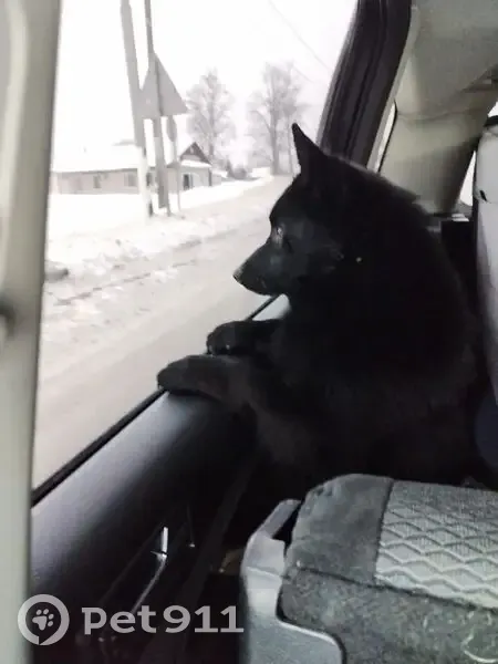 Пропала собака, мужской, улица Головина, 37, Тула - шрам с сединой на носу - photo