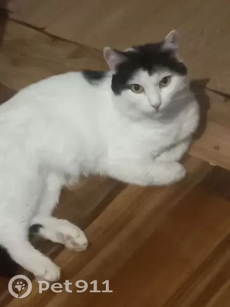 Пропал кот, улица Шевченко, 17Б, Чита - чёрно-белый, зовут Мурзя - photo