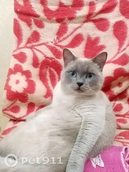 Пропал кот, 5-й Линейный проезд, 215, Таганрог - откликается на кличку Оскар - photo