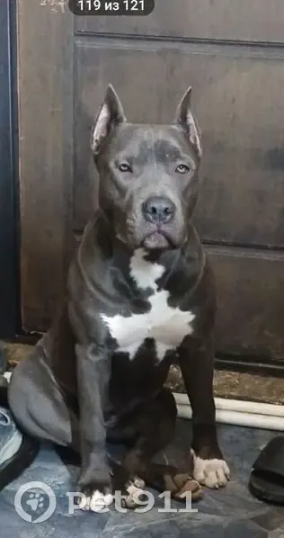 Пропала собака, Базарная улица, Полтавская - девочка породы амстафф - photo