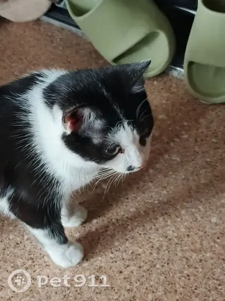 Пропал кот, Изумрудная улица, 20Б, Улан-Удэ - чёрно-белый, пятнышко около носа - photo