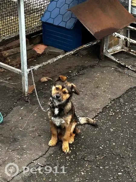 Пропал собака, улица Шовгенова, 92, Майкоп - разноцветный окрас - photo