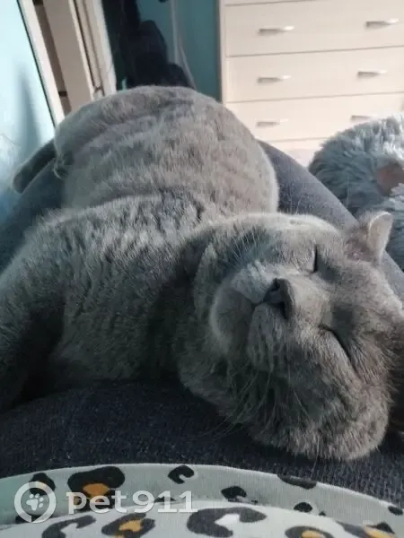 Пропал кот, городской округ Нягань, Ханты-Мансийский автономный округ — Югра - серый дымчатый, на ухе царапина - photo