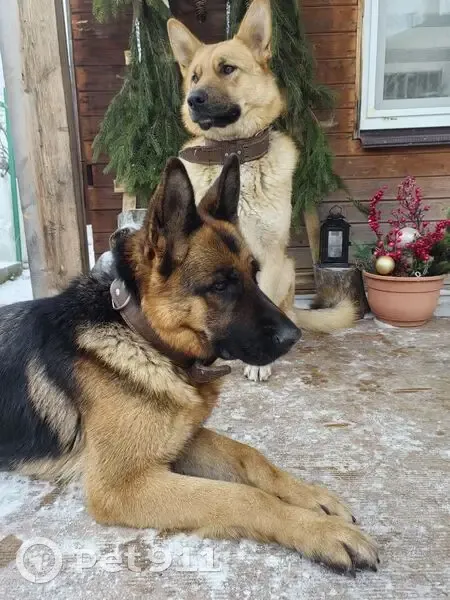 Пропала собака, улица Попова, 41, Сергиев Посад - тёмная морда, мутные глаза - photo