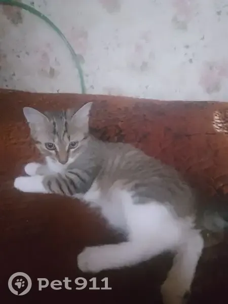 Пропал кот, Прессовая улица, 24, Уфа - короткий хвост с заломом - photo