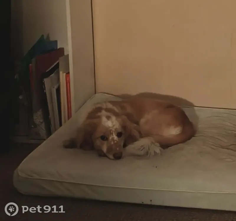 Пропала собака, 4-я Железнодорожная улица, 46Б, Иркутск - бело-рыжий окрас, без ошейника - photo