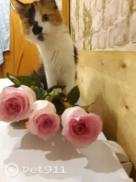 Пропала кошка, Широкая улица, 6, Тамбов - трёхцветная, с чёрным пятном - photo