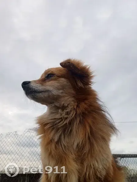 Пропала собака, Солнечная улица, Преображенка - photo
