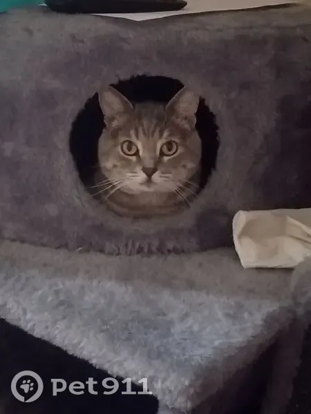 Пропал кот, Красноармейская улица, 3, городской округ Батайск - серый окрас, шрам на ушке - photo