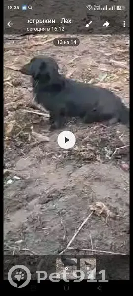 Пропал собака, Балашов, Саратовская область - чёрный, маленький - photo