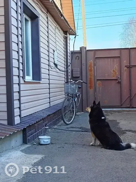 Пропала собака, Верхотурский - маленькая хаска с коричневыми глазами - photo