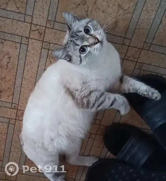 Пропала кошка, Карагандинская улица, 50, Новокузнецк - ласковая и добрая - photo