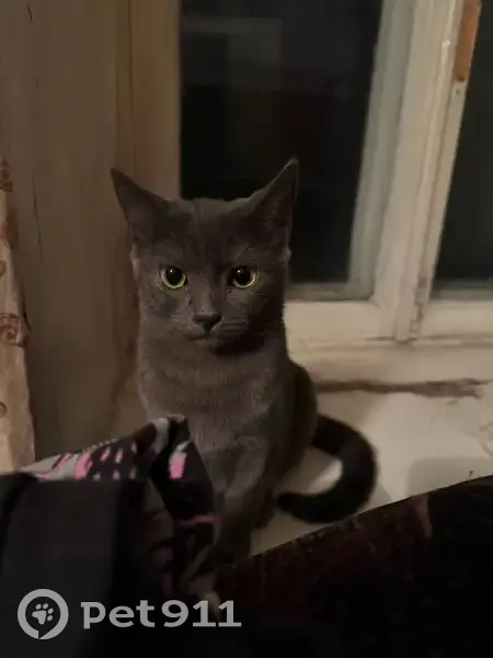 Пропала кошка, улица 20-летия ВЛКСМ, Воронеж - темно-серая с шрамиком на животике - photo