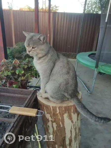 Пропала кошка, улица Закруткина, 19, Горячий Ключ - плоская мордочка, шерсть серо-бронзовая - photo