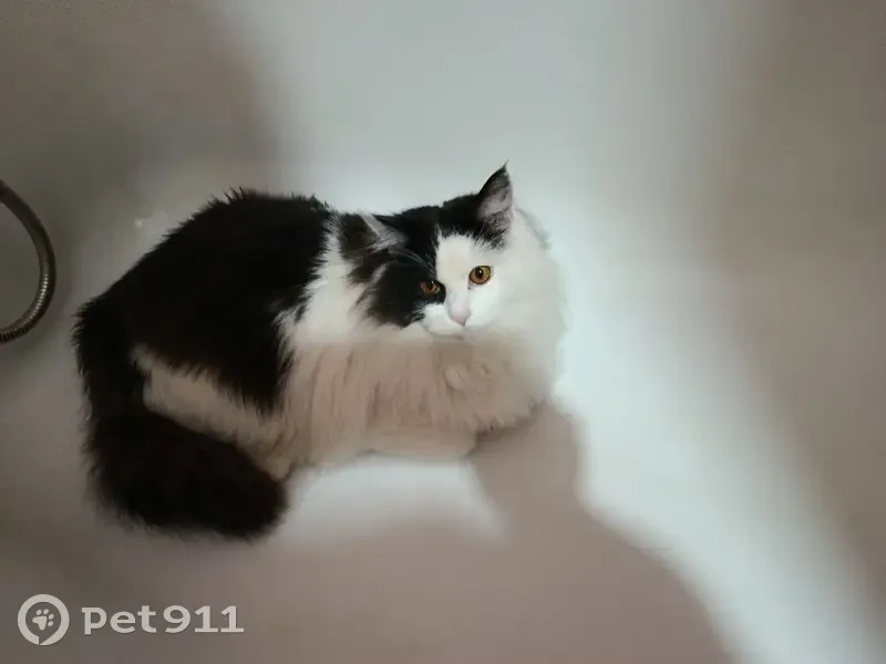 Пропал кот, Трудовая улица, Туймазы - черно-белого окраса - photo