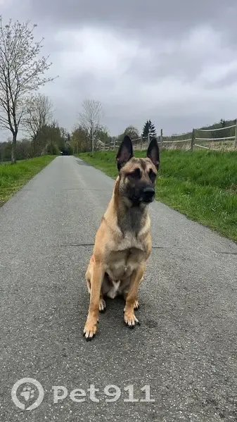Пропала собака, мужской, СНТ Сосновка, Зеленоградский - бельгийская овчарка - photo