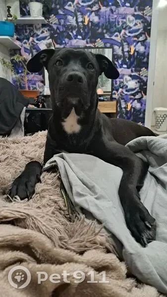 Пропала собака, девочка, Оренбургская улица, Ульяновск - photo