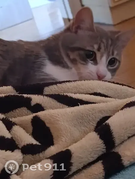 Пропал кот, 25-й переулок, городской округ Таганрог - серо-белый, полосатый - photo