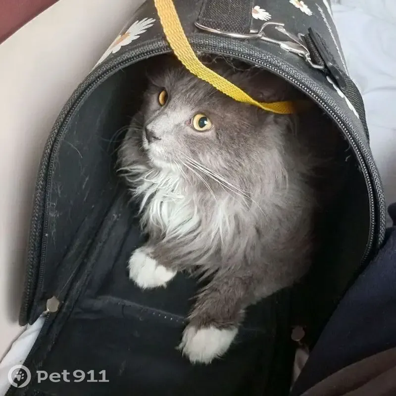 Пропал кот, Ботаническая улица, 18 к2, Петергоф - серый лохматый с белыми лапками - photo