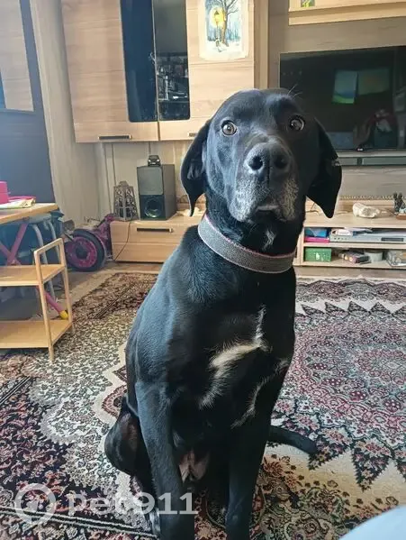 Пропал собака, улица Карла Маркса, 89, Скопин - черный с белой отметиной на левом ухе - photo