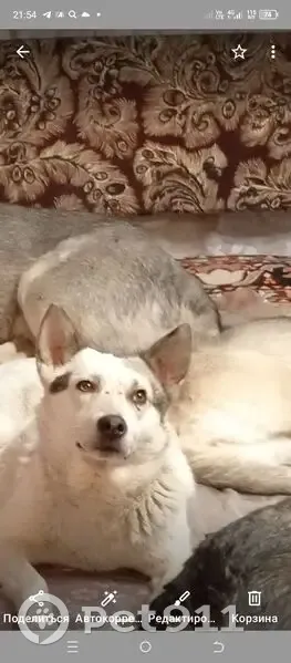 Пропала собака, мужской, Огородная улица, 91В, Саратов - сероватое правое ухо - photo